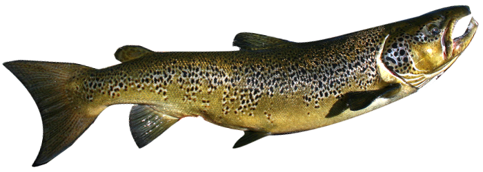 Ouananiche (saumon d'eau douce) du Lac Holt