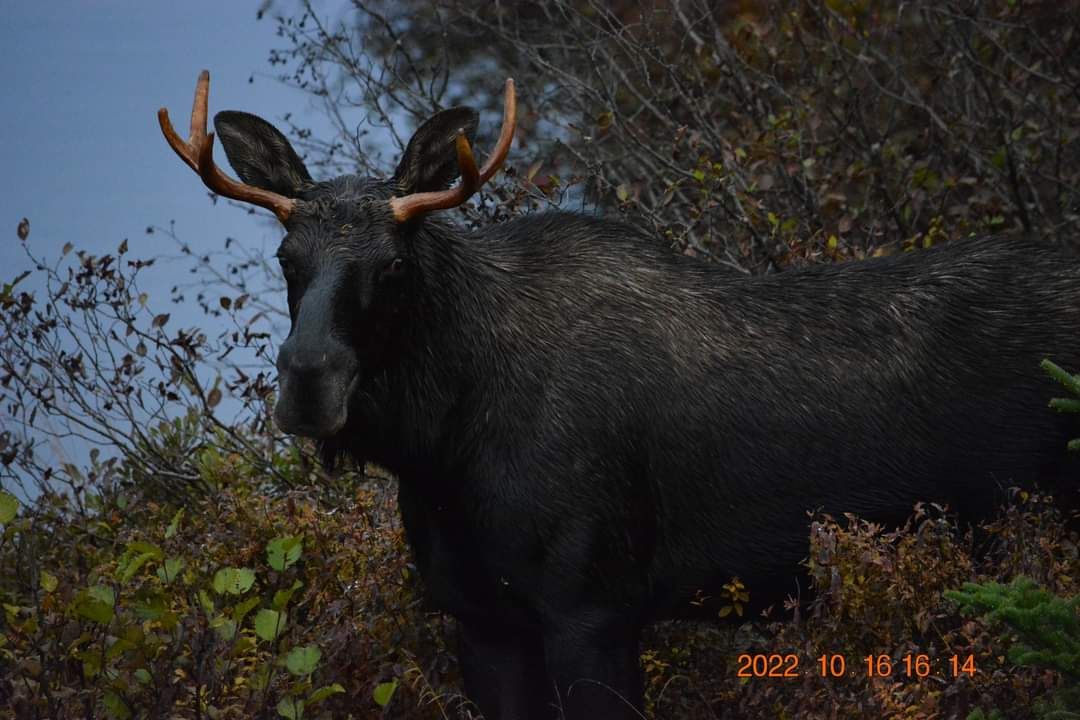 chasse orignal foret boreale
