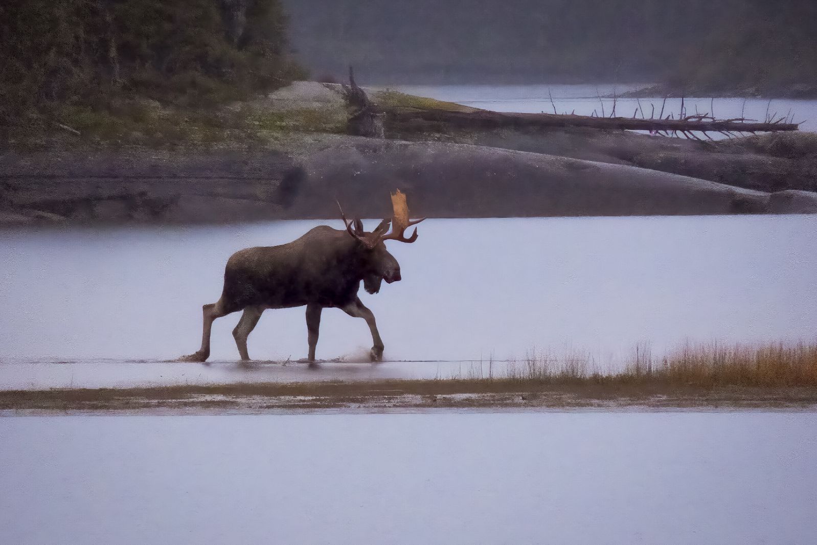 Un orignal dans la forêt boréale du Lac Holt