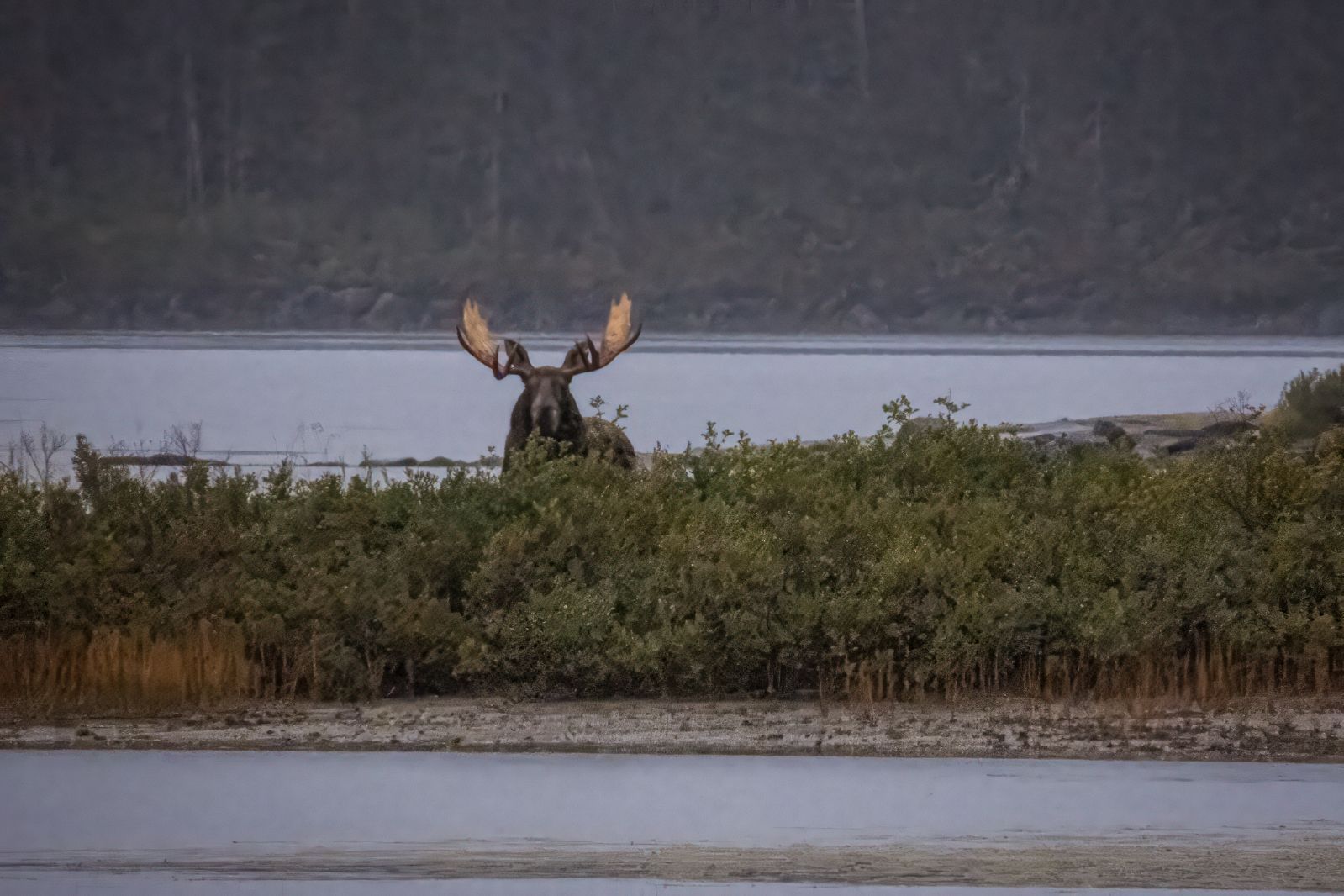chasse orignal foret territoire